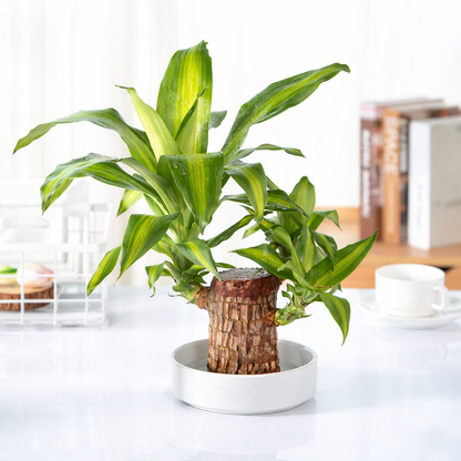 Brazilian Lucky Wood, Mini Home Plant Decorations