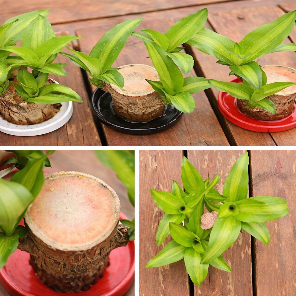 Brazilian Lucky Wood, Mini Home Plant Decorations