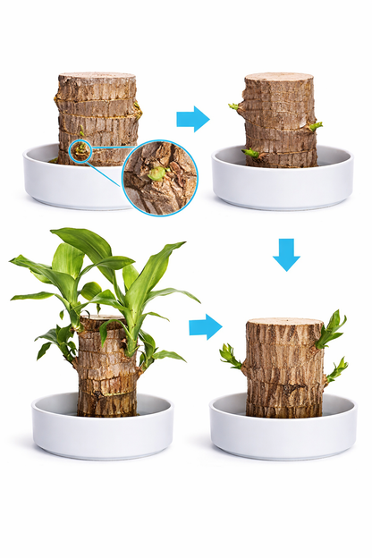 Brazilian Lucky Wood, Mini Home Plant Decorations