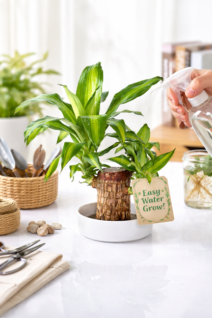 Brazilian Lucky Wood, Mini Home Plant Decorations