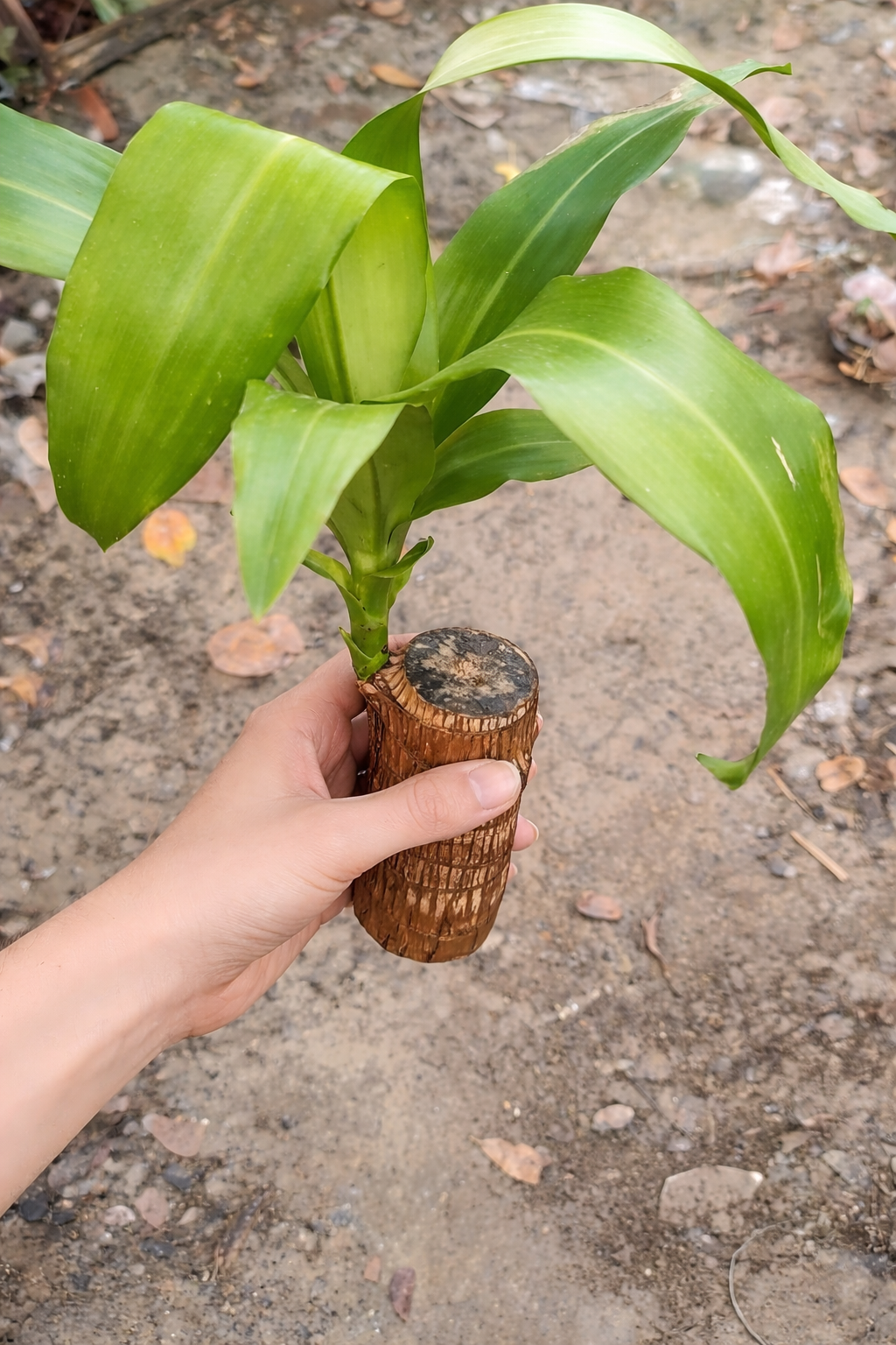 Brazilian Lucky Wood, Mini Home Plant Decorations